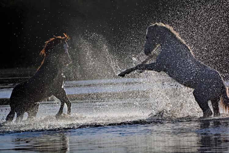 mustangs at river